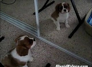 Puppy Afraid of Mirror Reflection